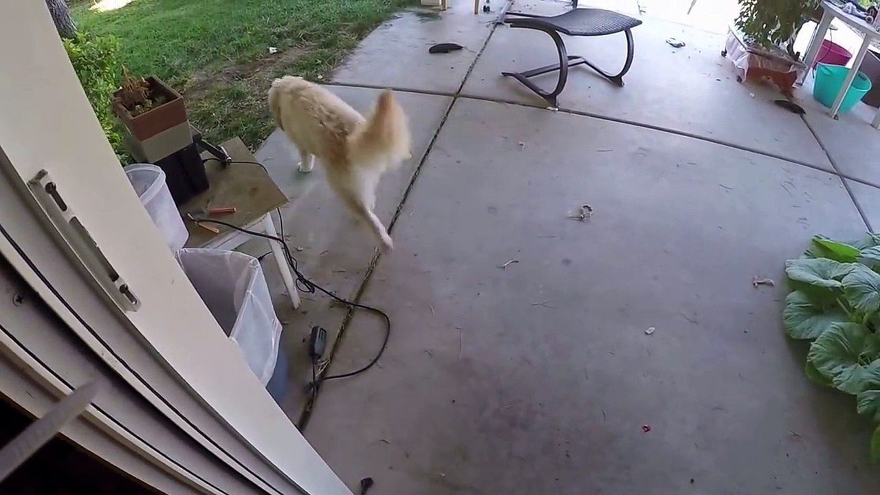 what dogs do when you're gone.