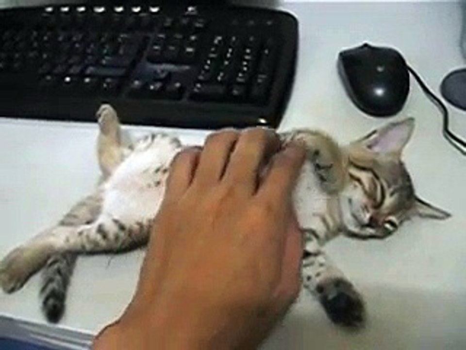 Él se acercó a este gatito creyendo que estaba muerto. Pero entonces… Oh por Dios, ¡esto es lo más lindo del mundo!