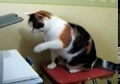 Gatito observa una impresora mientras se traga el papel, y lo que hace después... Su reacción es DEMASIADO graciosa, OMG