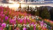 高村斉　著作権フリー音楽CD-【ジャンル／オーケストラ風】-369-｜ホワイトBGM_nhV6N-MvF-k_youtube.com