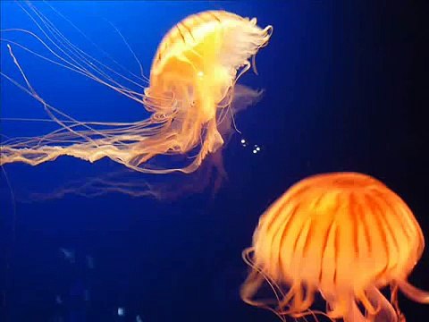 高村斉　著作権フリー-音楽-無料-生音-シンバルロール-royalty-free-music-cymbals-roll_SqN9a0v4TvU_youtube.com