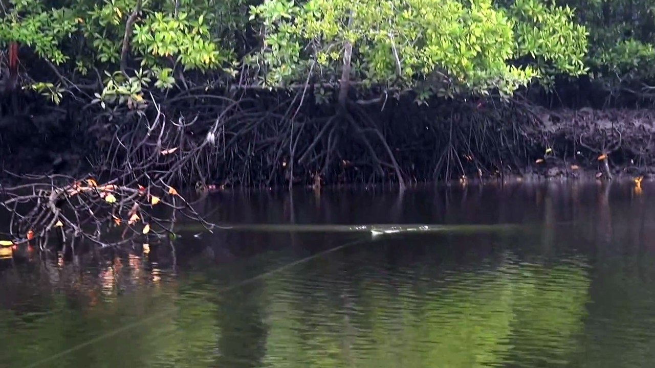mancing barramundi super