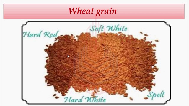 Ratio of Different Colors in Wheat Grains