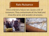 Rat Removal Service