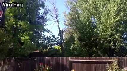 Il coupe un arbre et c'est le drame