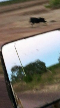 Un cochon sauvage fait la course avec une voiture