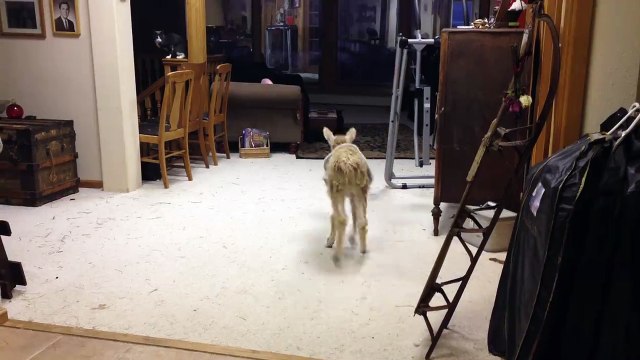 Quand un Alpaga gratte l'amitié à des chiens! Adorable