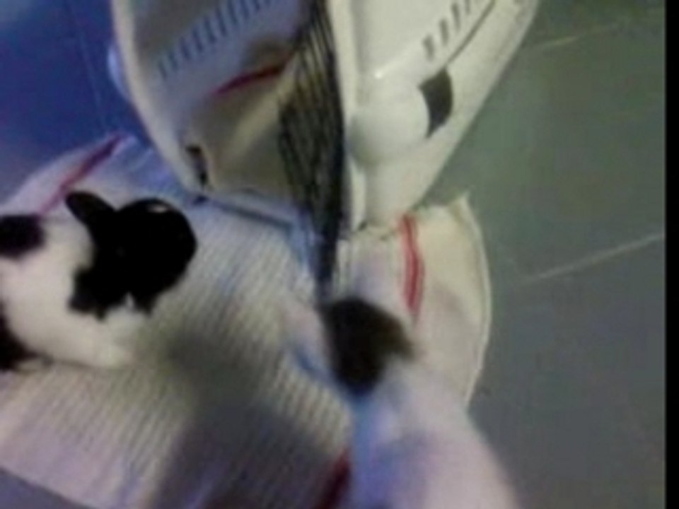 Toy et chaton loic :)