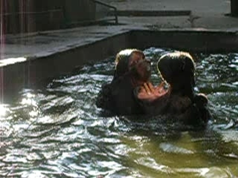 Hippopotame bisous!!!