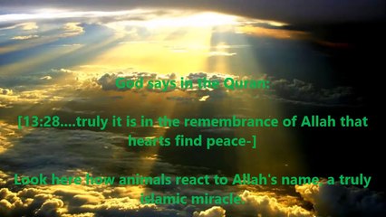 islamic miracle MUST WATCH