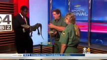 Pas facile de tenir un jeune alligator quand on présente une émission de TV... Fail!