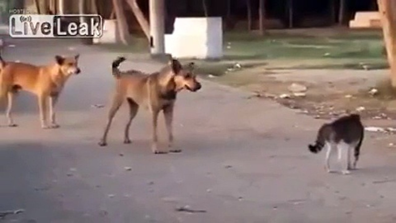 7 köpeğe aynı anda kafa tutan psikopat kedi