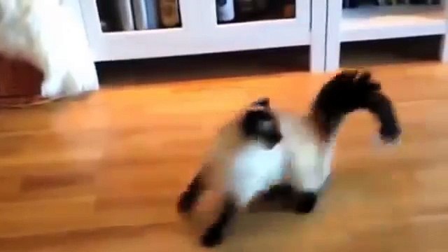 Смешные кошки. Эти кошки явно не в себе!