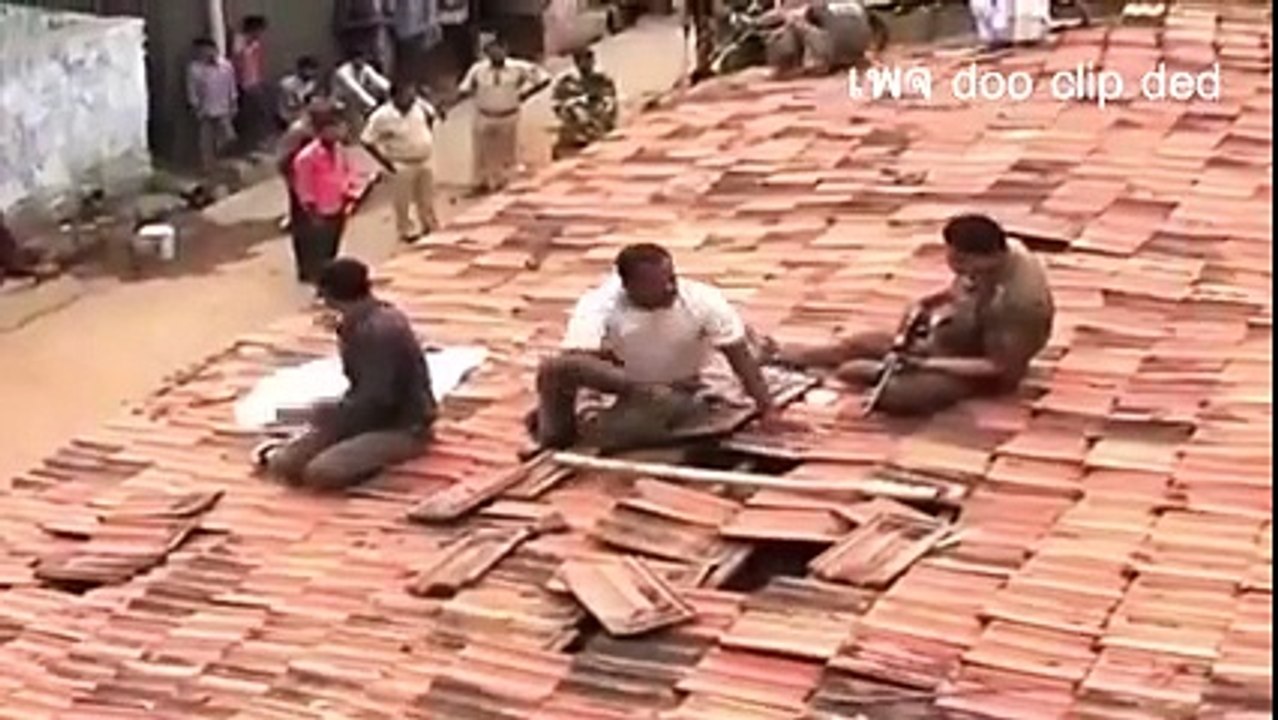 An animal attack humans