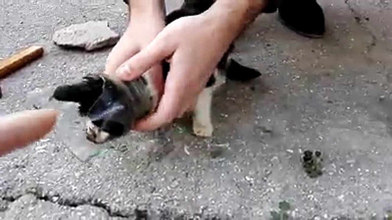 Good samartians save this adorable kitty