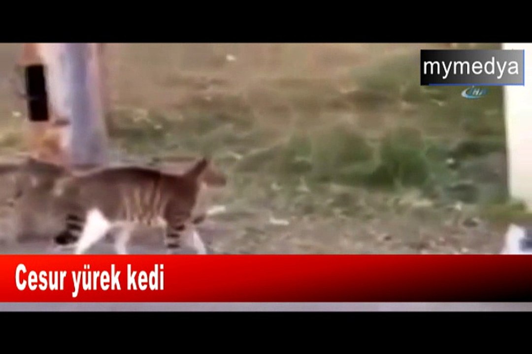 Cesur yürek kedi