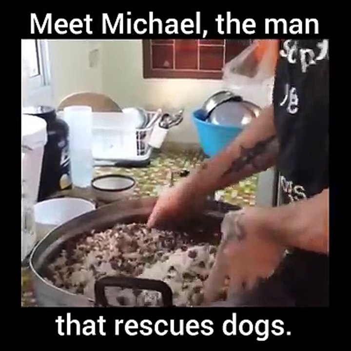 Conheça o Michael - o herói que todos os dias salva centenas de cães