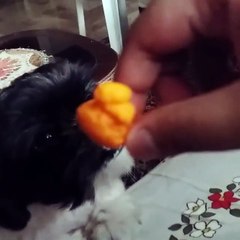 little shih tzu adoption