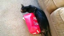 Cute Cat Gets Self Stuck In Gift Bag Handle