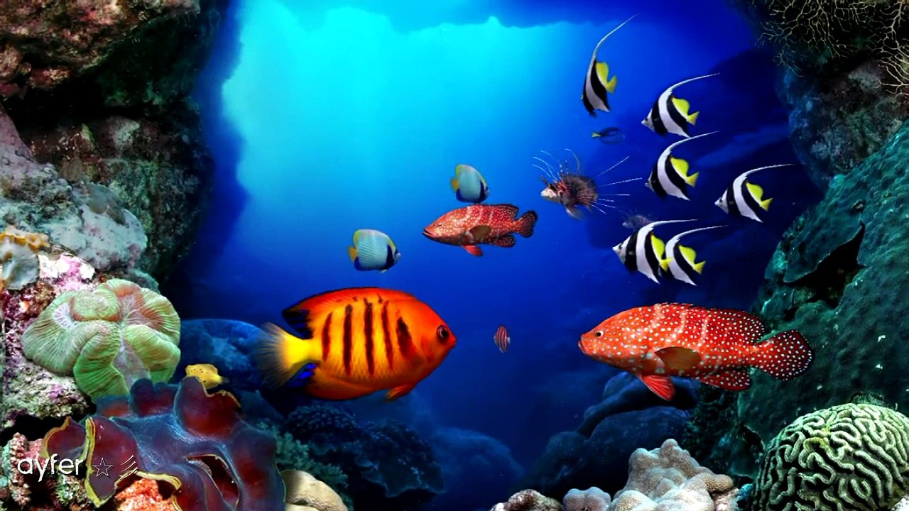 Zahid Sabirabadli - Klarnet Enstrumental  ☆彡