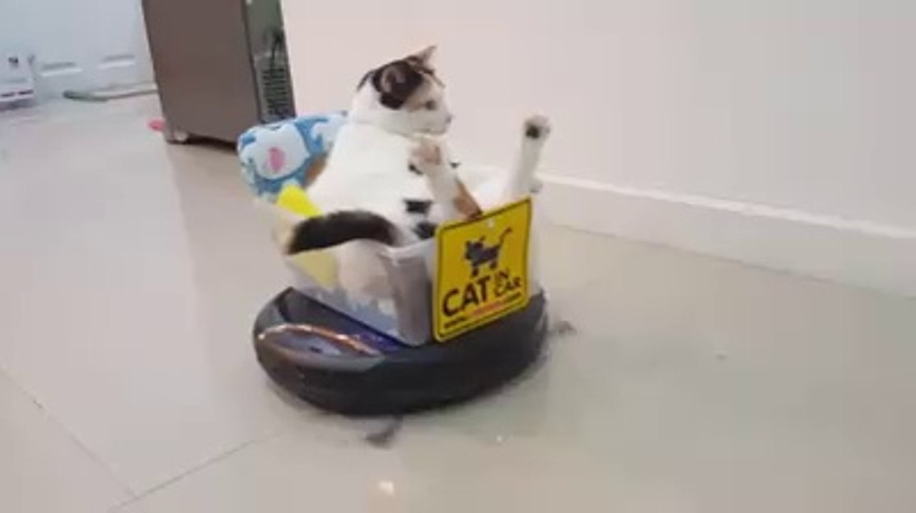Un tapis volan pour chat ?