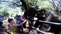 Elephant smacks tourist in the face