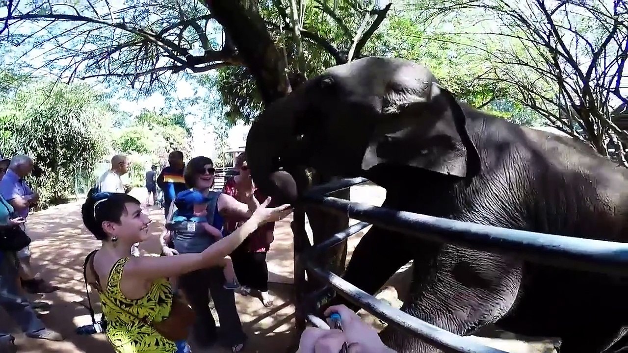 Elephant smacks tourist in the face