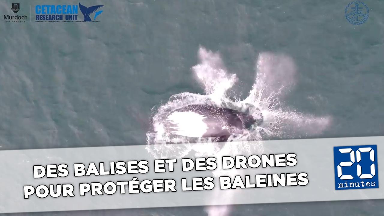 Des balises et des drones pour protéger les baleines