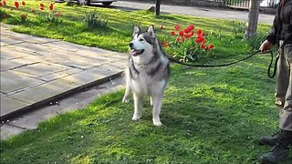 Alaskan Malamute growls at the church