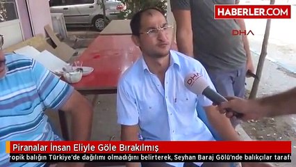 Piranalar İnsan Eliyle Göle Bırakılmış