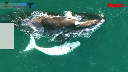 Australie: un baleineau blanc rarissime filmé par un drone