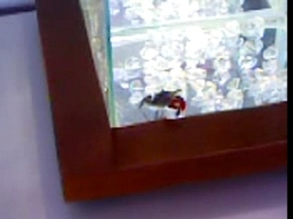 MON AQUARIUM