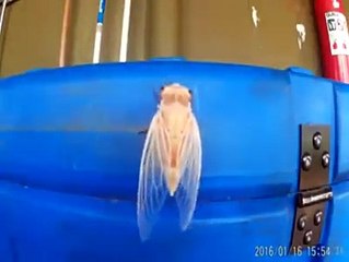 I wish I could do that