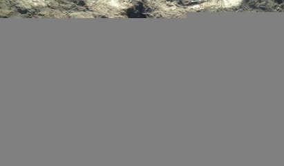 Avusturalya'da bir sahilde dinozor ayak izi bulundu