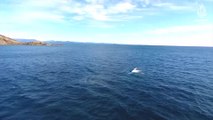 Kambur balinalar dronelarla izleniyor