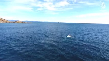 Kambur balinalar dronelarla izleniyor