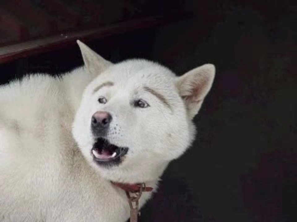 おもしろ画像