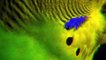 Beautiful Birds - Australia Parrots (Documentary)