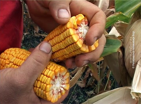 Uskoro berba kukuruza , 6. septembar 2016. (RTV Bor)