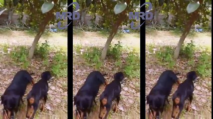 Funny Dog - dogs playing in the garden