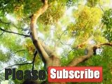 Video gokil, unik dan lucu pepohonan pertanda kiamat sudah dekat !