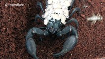 Scorpion mother carries young on her back while eating a cricket