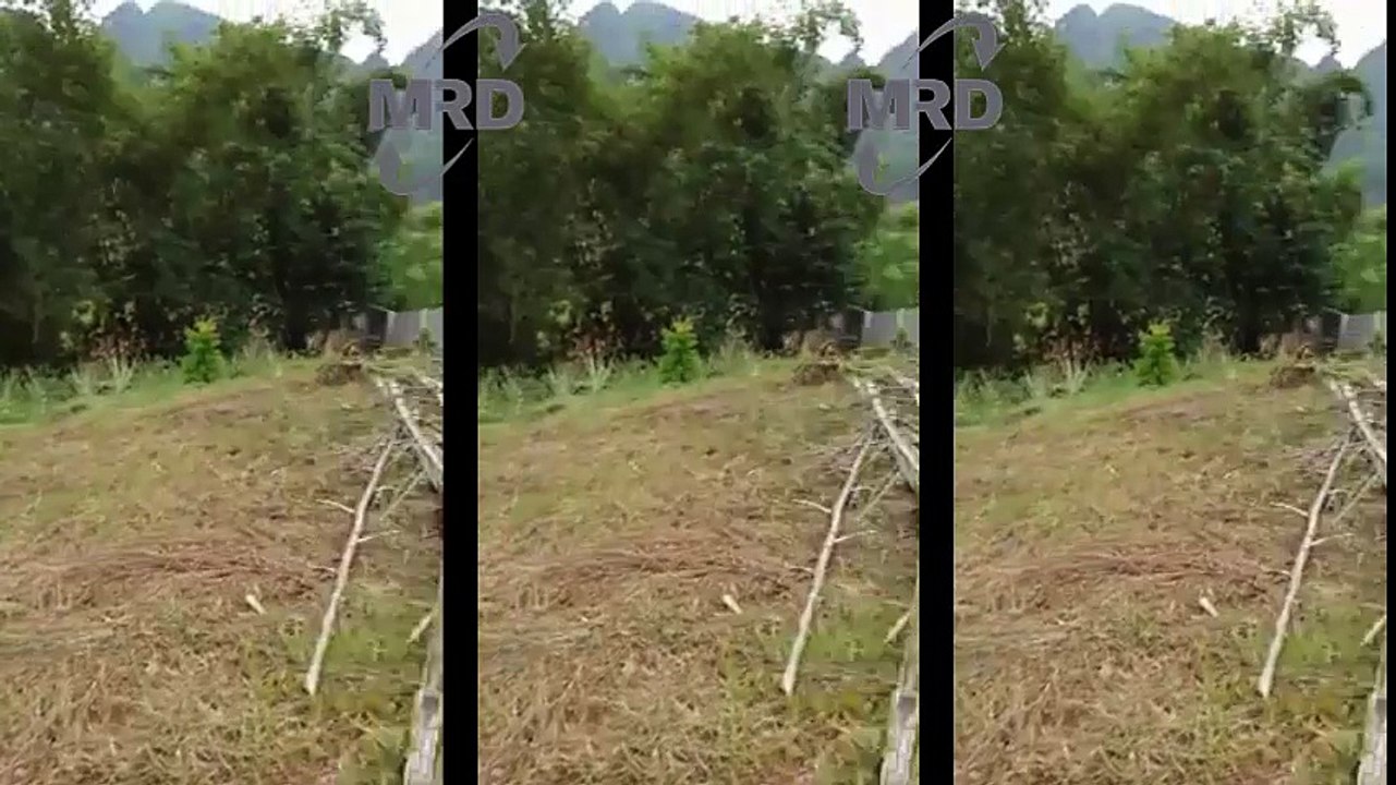 Cute Puppies  Start Basic training