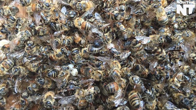 Anti-Zika Toxin Killing Bees, Ruining Beekeepers Livelihoods