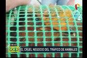 Tráfico de animales: intentan sacar diversas especies del país