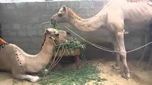 Camel Qurbani - Madani Muzakra - Maulana Ilyas Qadri