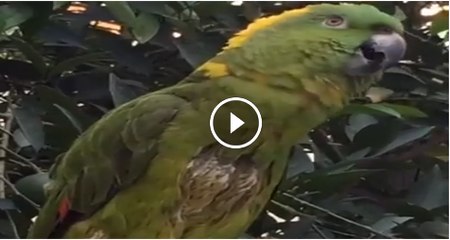 pirrot speaking Kalma tayaba