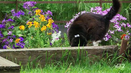 La double vie des chats