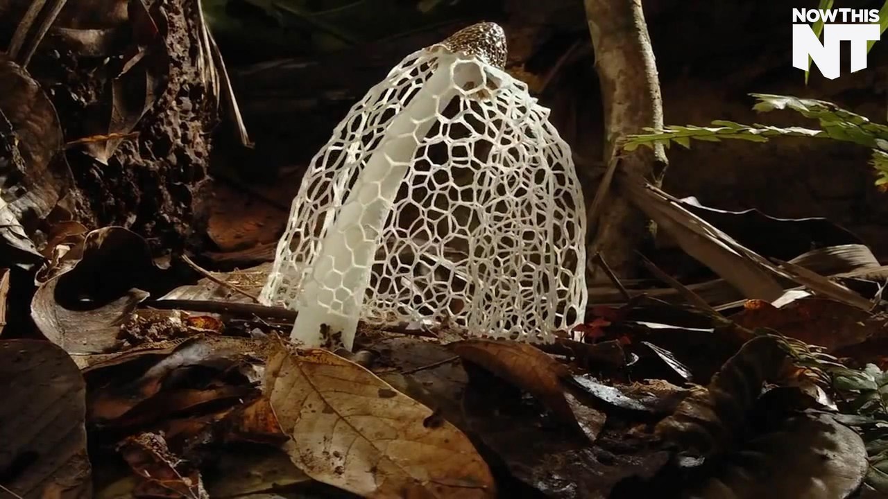 Fungus Might Be The Solution To An Encroaching Lithium Shortage