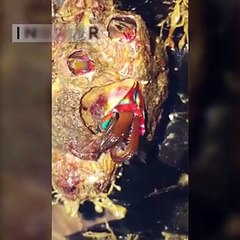 Un pescador encontró una criatura que aún no se ha podido identificar